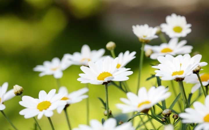 Daisies by S. Rachmaninoff