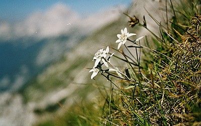 Edelweiss from The Sound Of Music by Rodgers and Hammerstein