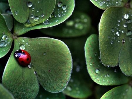 Jardins Sous La Pluie by Debussy