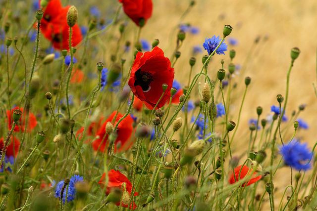 Waltz Of The Cornflowers And Poppies by Aleksander Glazunov