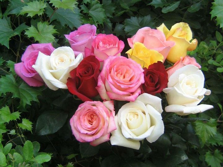 Roses From The South by Johann Strauss II