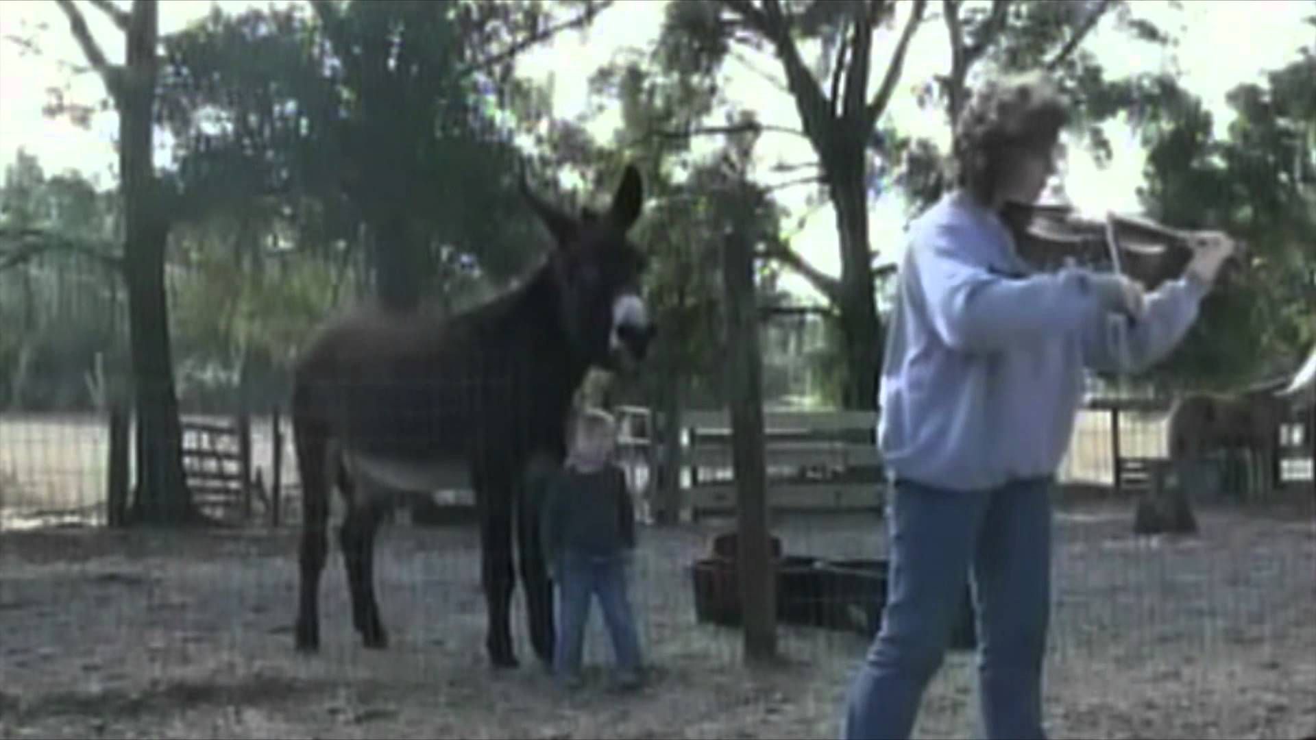 Singing Donkey