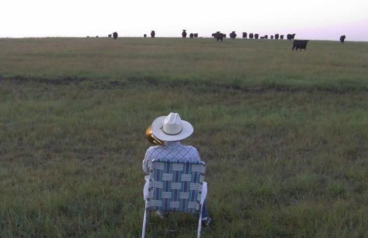 Man plays trombone on a field for cows