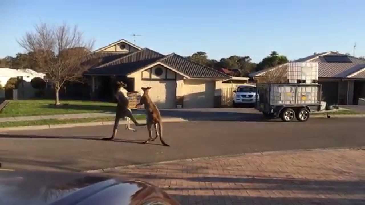 Kangaroos Fighting Set To Classical Waltz