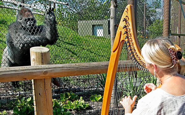 Terri Tacheny plays harp for primates