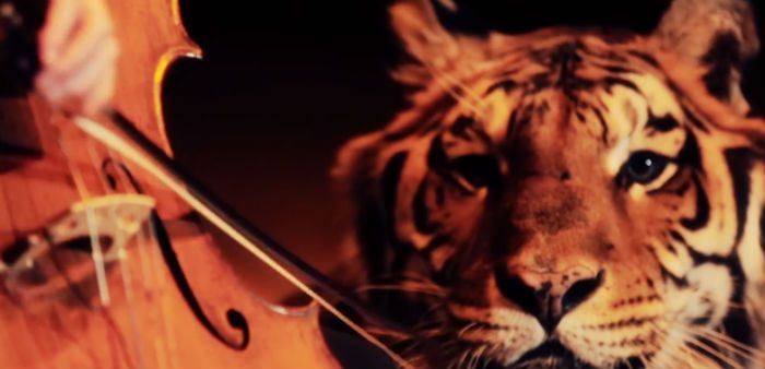 cellist kevin fox plays next to a tiger