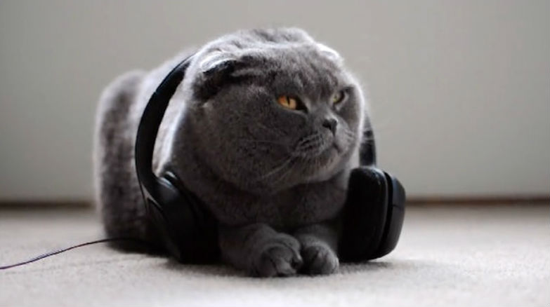 music for cats david teie