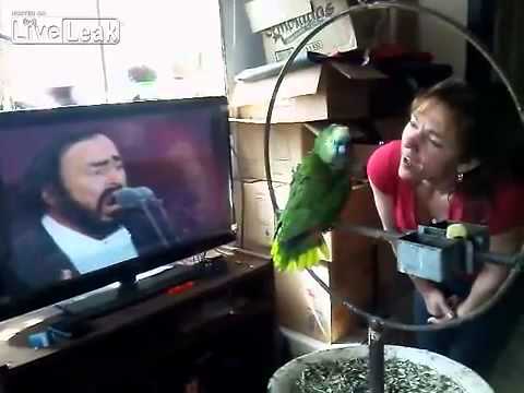 Parrot singing along with Pavarotti