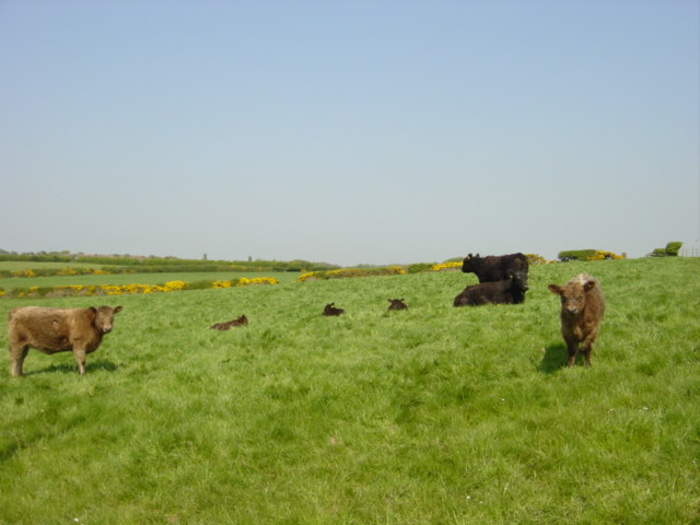 cows