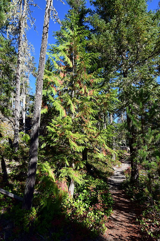 yellow cedar