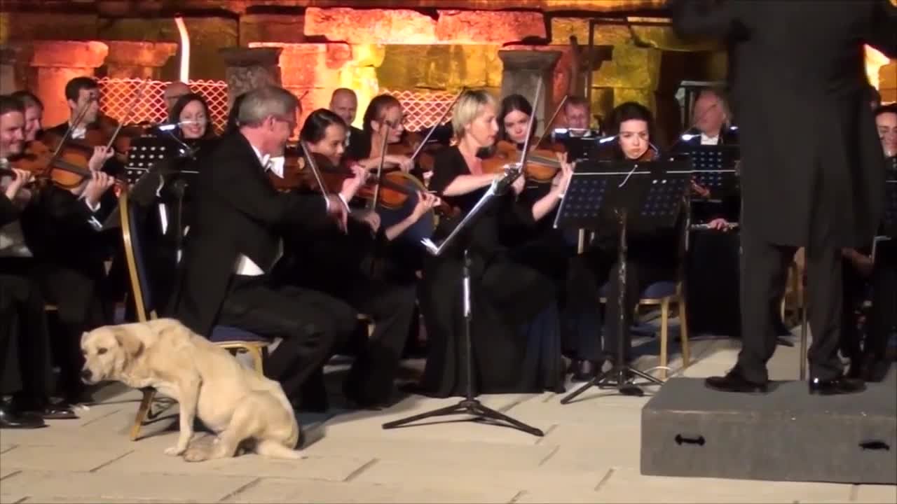 Dog Interrupts Live Music Concert