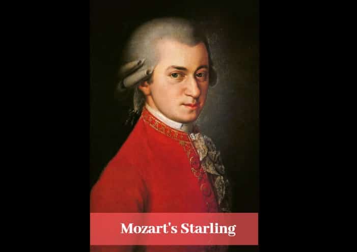 Mozart's Starling