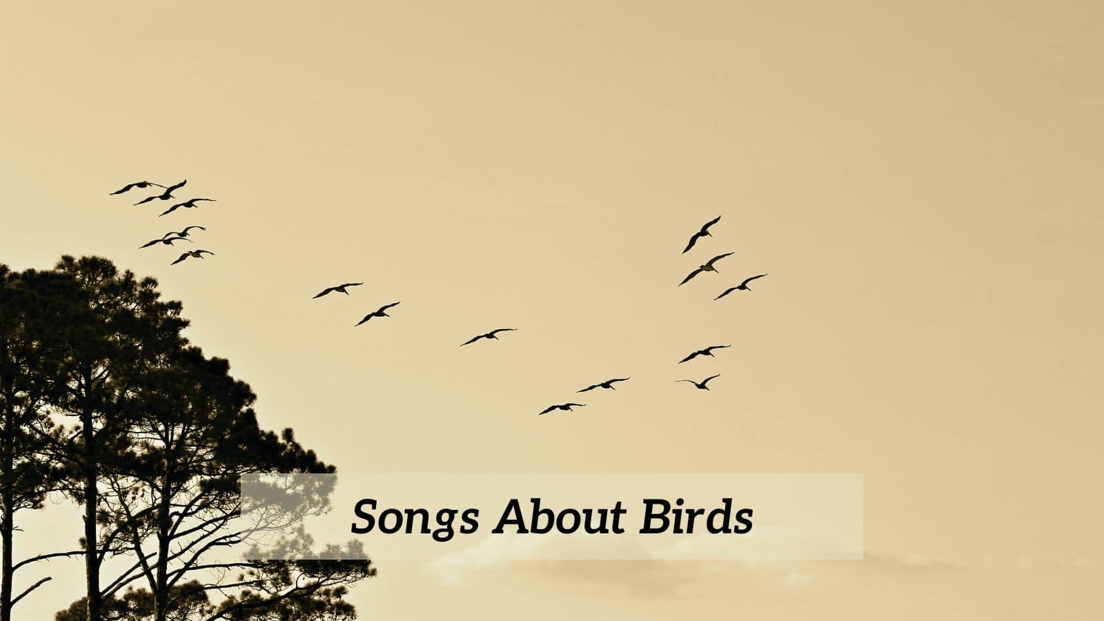 Songs About Birds