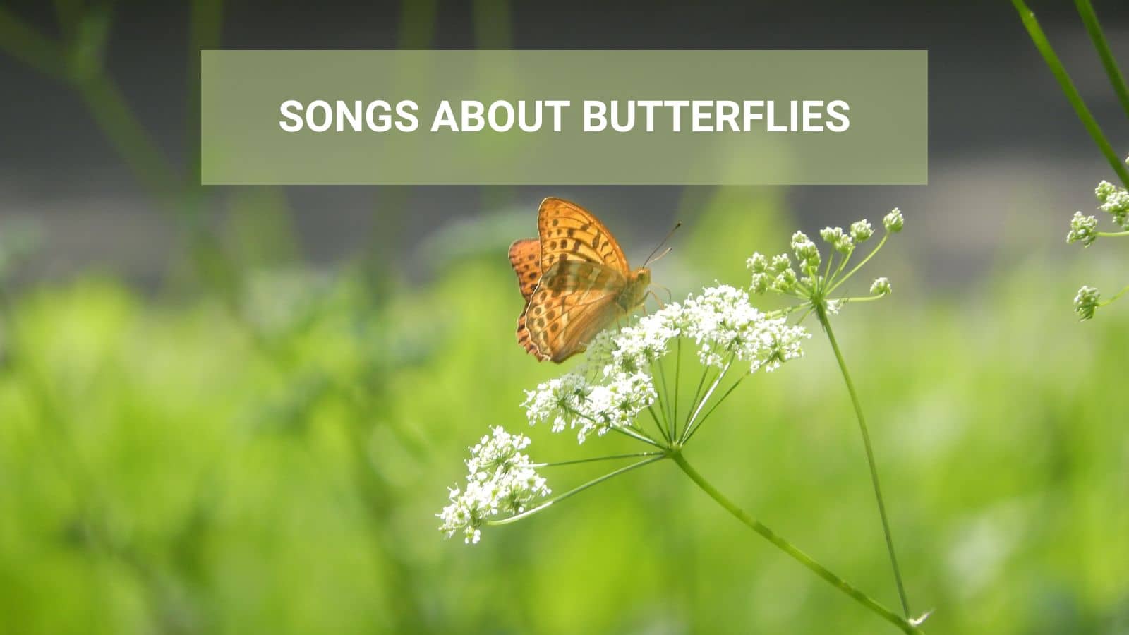 Songs About Butterflies