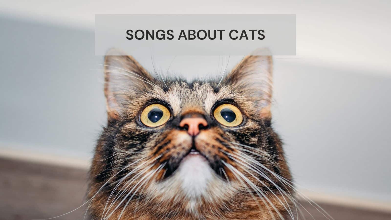 Songs About Cats