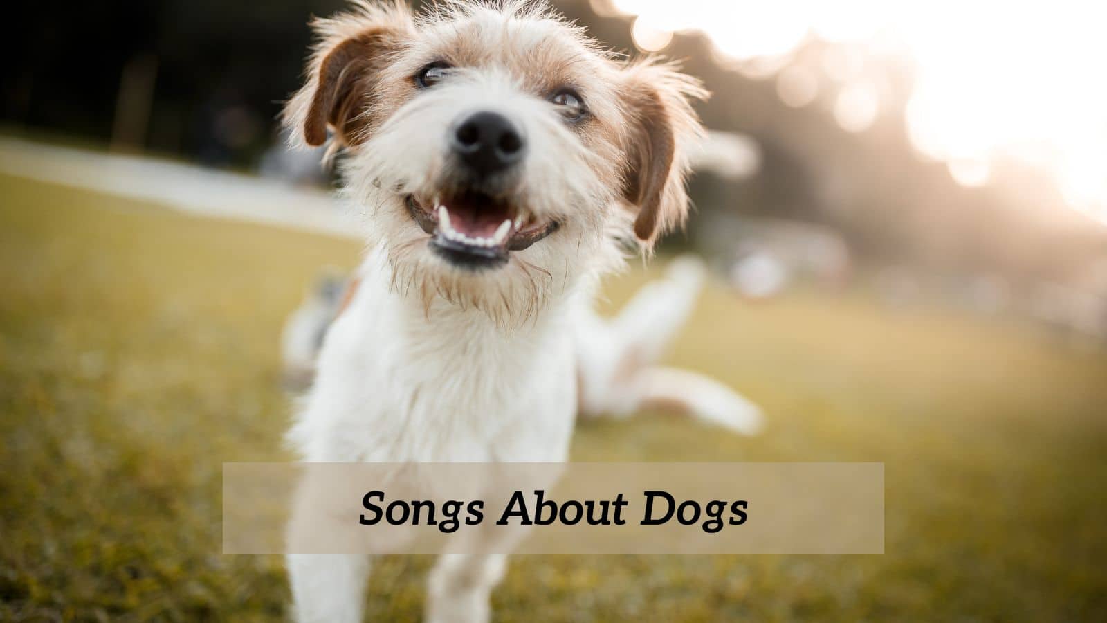 10 песен о собаках