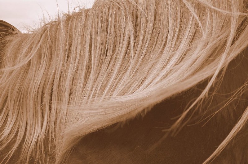 Horse Hair