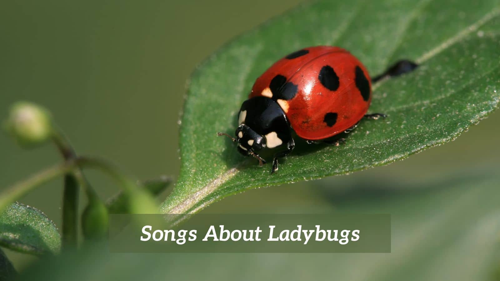 Songs About Ladybugs