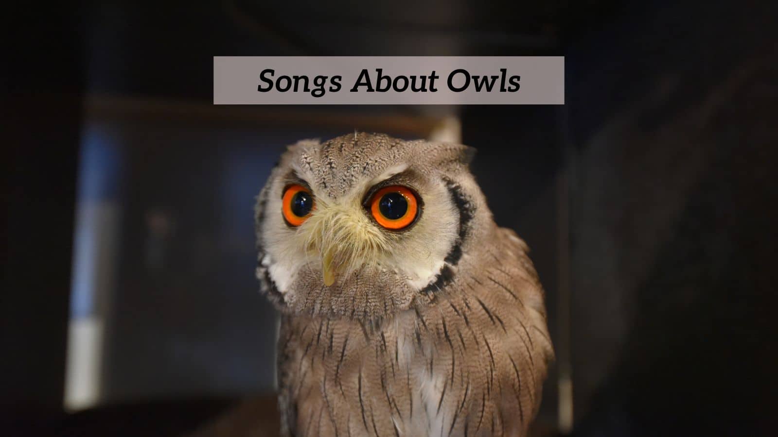Songs About Owls
