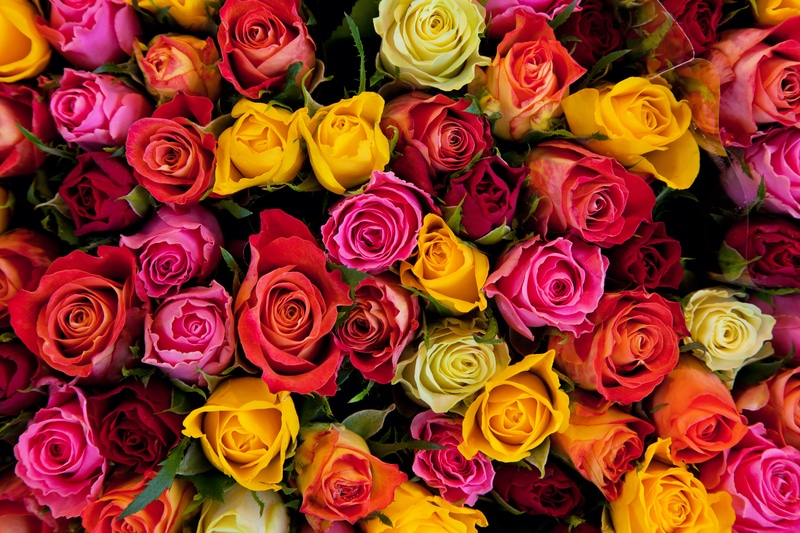 Colorful Roses