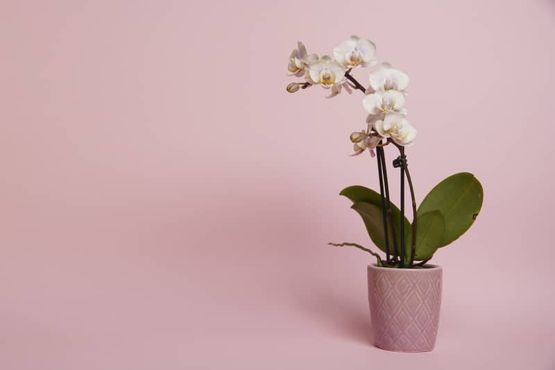 potted orchid