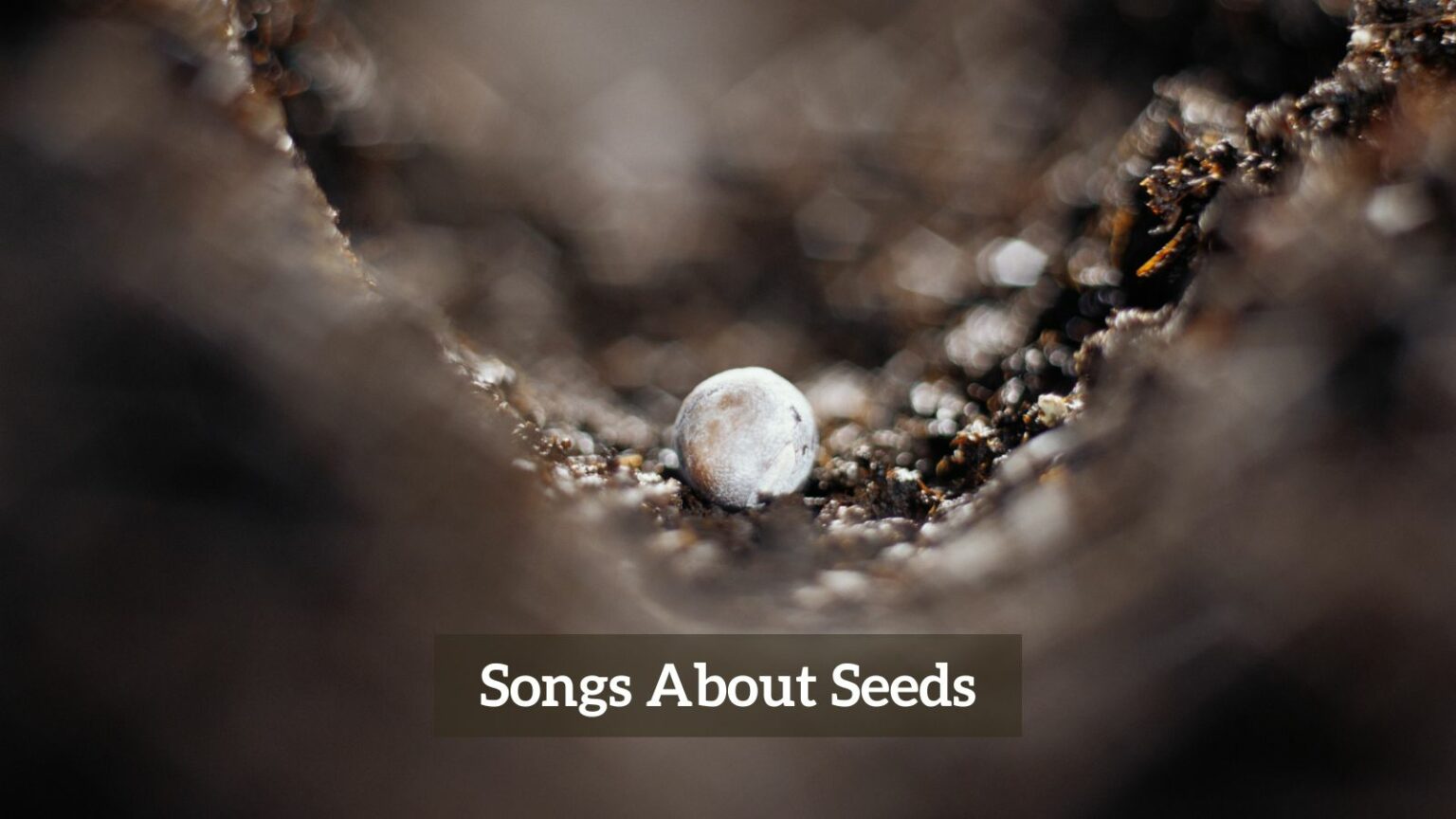 8 Pieces Of Songs About Seeds CMUSE