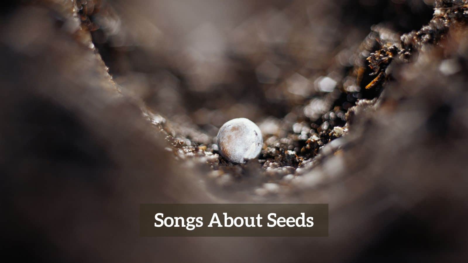 Songs About Seeds