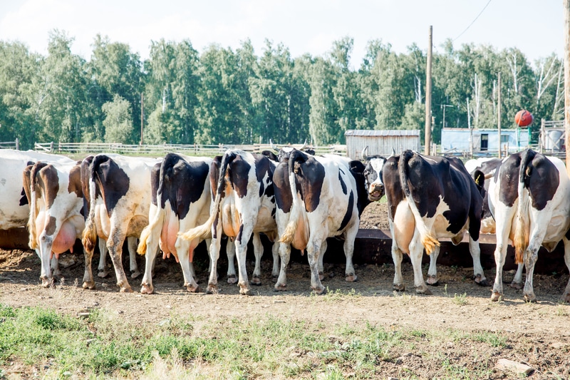 Cow Milking