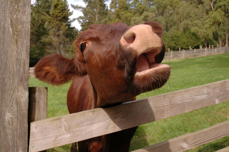 Cow Singing