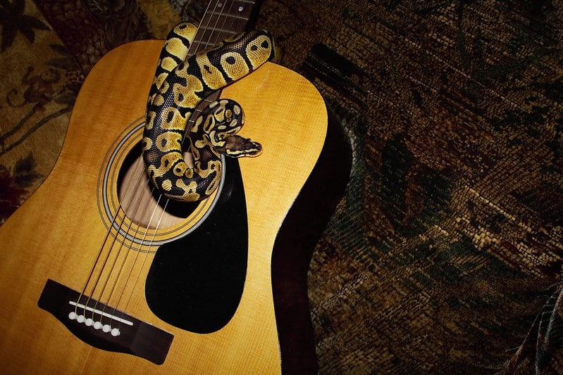 snake to music