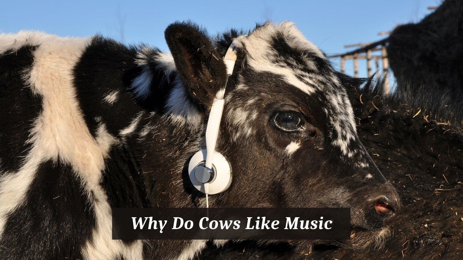 Why Do Cows Like Music