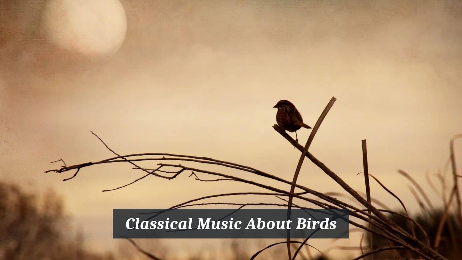 Classical Music About Birds