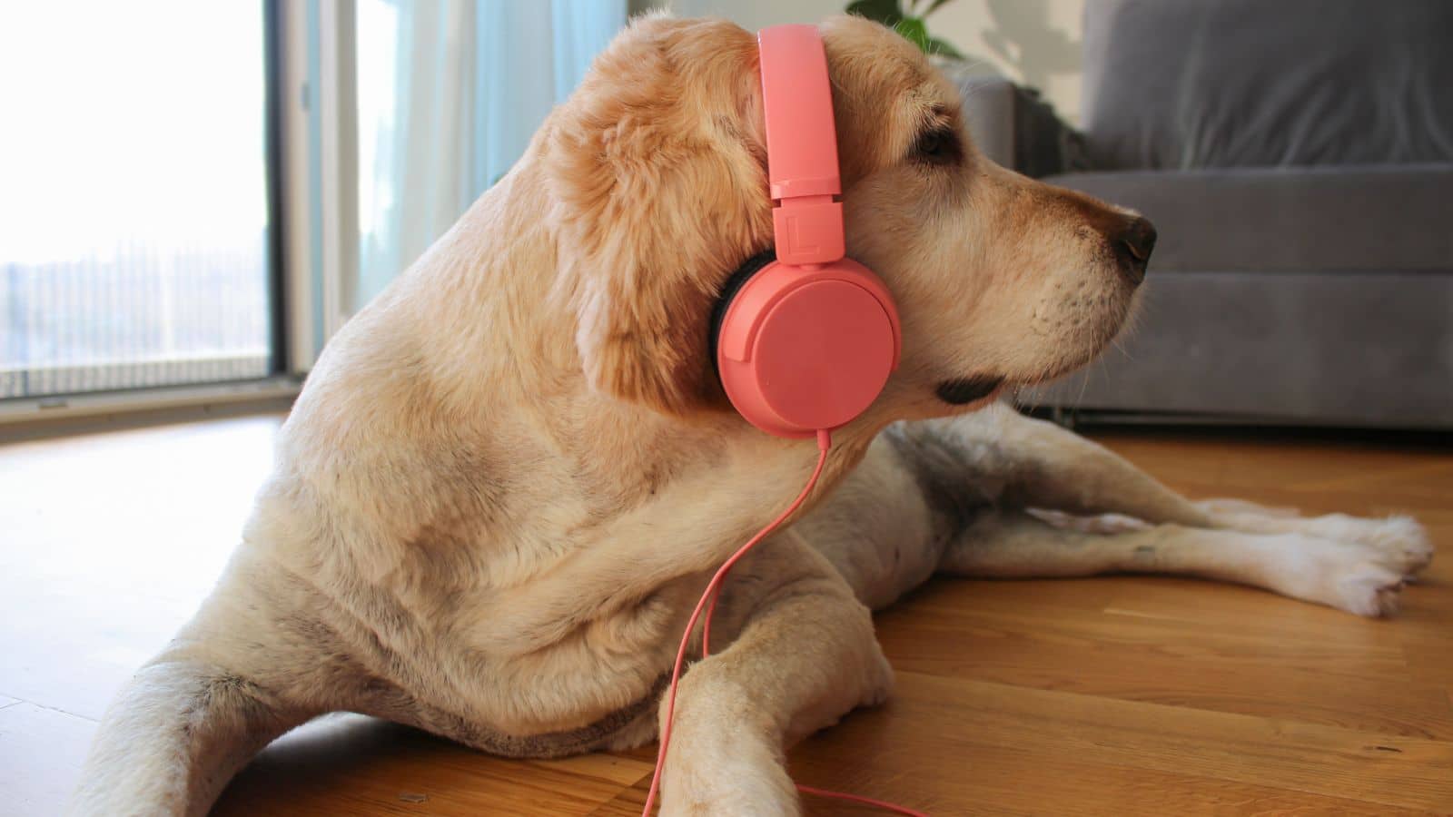 Dog listening to music